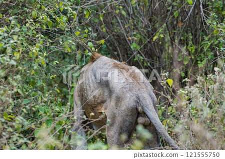 坦尚尼亞曼雅拉湖國家公園的獅子 坦尚尼亞曼雅拉湖國家公園的獅子 121555750