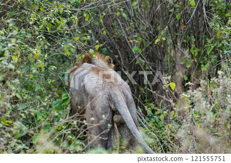 Lions in Lake Manyara National Park, Tanzania Lions in Lake Manyara National Park, Tanzania 121555751