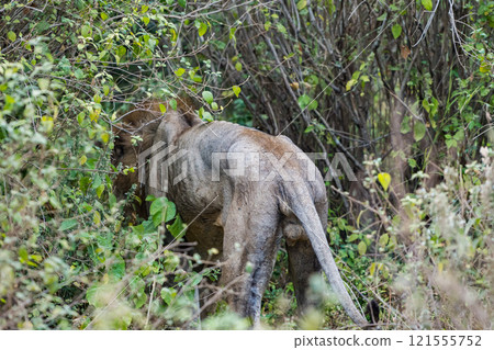 Lions in Lake Manyara National Park, Tanzania Lions in Lake Manyara National Park, Tanzania 121555752