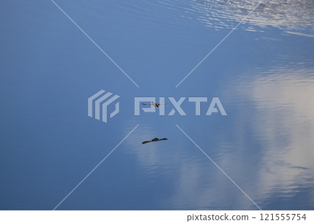 Male mallard duck flying over the lake surface 121555754