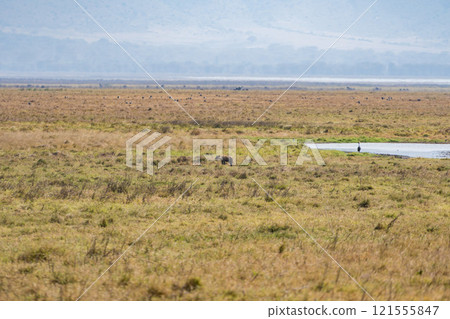 坦尚尼亞恩戈羅恩戈羅保護區的獅子 坦尚尼亞恩戈羅恩戈羅保護區的獅子 121555847