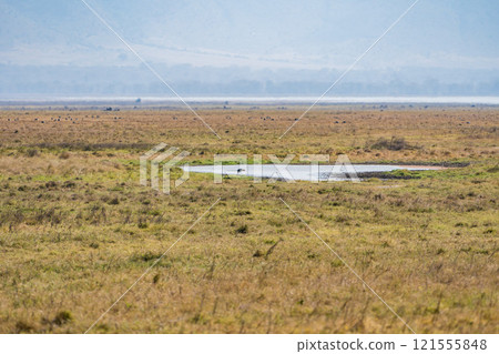 坦尚尼亞恩戈羅恩戈羅保護區的獅子 坦尚尼亞恩戈羅恩戈羅保護區的獅子 121555848