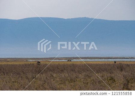 Lions in the Ngorongoro Conservation Area, Tanzania 121555858