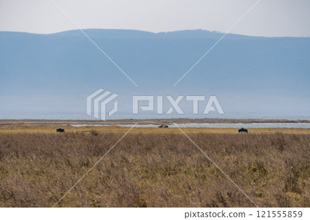 Lions in the Ngorongoro Conservation Area, Tanzania 121555859