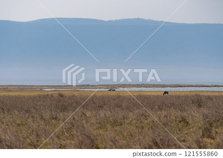 Lions in the Ngorongoro Conservation Area, Tanzania 121555860