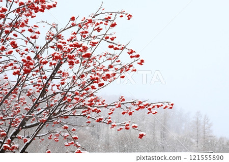 白雪羅文漿果和針葉林,北海道森林 白雪羅文漿果和針葉林,北海道森林 121555890