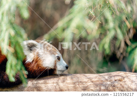 Profile of a red panda resting in the shade 121556217