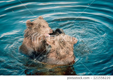 Two brown bears playing in the water 121556220