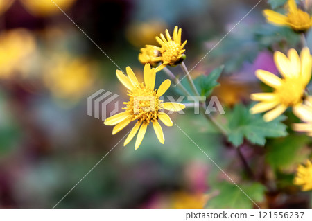 條紋菊(菊科),又稱食用菊、油菊 條紋菊(菊科),又稱食用菊、油菊 121556237