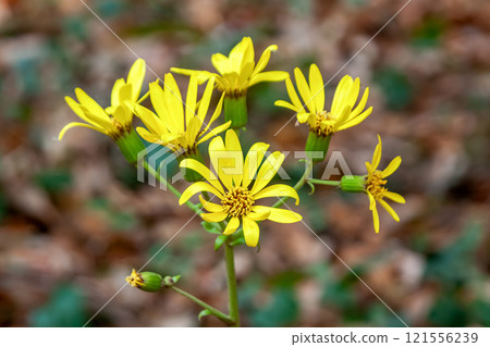 條紋菊（菊科），又稱食用菊、油菊 121556239