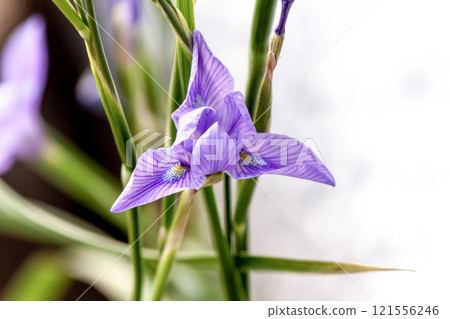 原產南非的 Moraea polystachia 即將開花 121556246