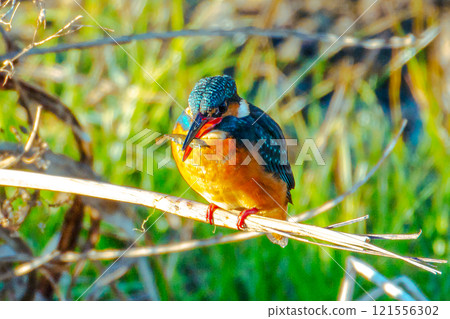 Kingfisher eating shrimp 121556302