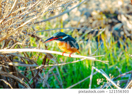 Kingfisher hunting for prey 121556303