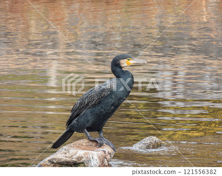 站在岩石上的鸕鶿,京都鴨川 站在岩石上的鸕鶿,京都鴨川 121556382