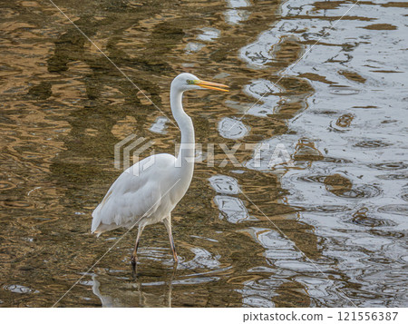 White Egret (Great Egret) Takano River, Kyoto White Egret (Great Egret) Takano River, Kyoto 121556387