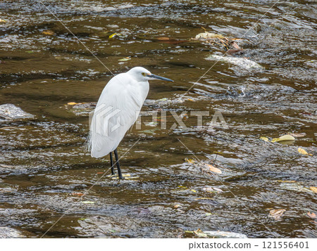 White Egret (Little Egret) Kamogawa, Kyoto White Egret (Little Egret) Kamogawa, Kyoto 121556401