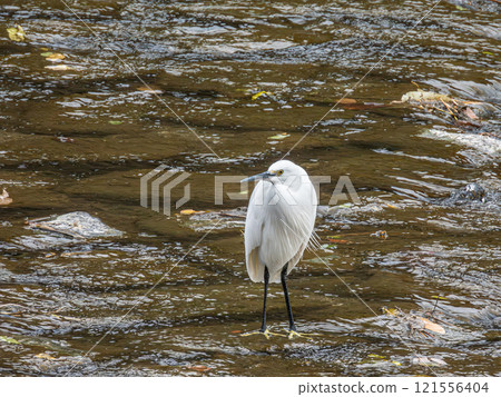 白鷺鷥（小白鷺） 京都鴨川 121556404