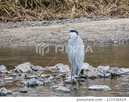 Grey Heron, Takano River, Kyoto Grey Heron, Takano River, Kyoto 121556424