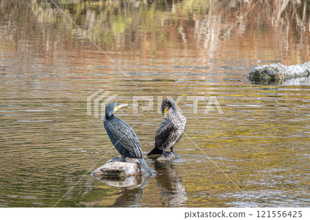 Cormorant standing on a rock, Kamo River, Kyoto 121556425