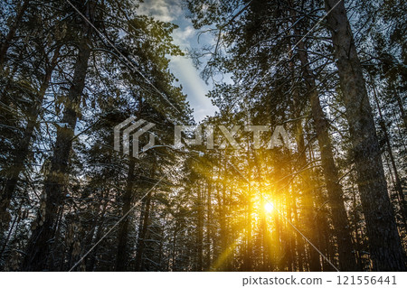 The lights of a sun The lights of a sun 121556441