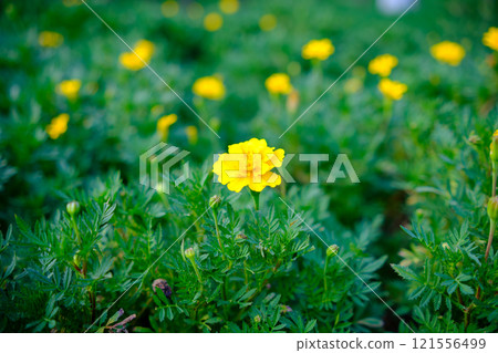 A field of vibrantly blooming marigold flowers 121556499