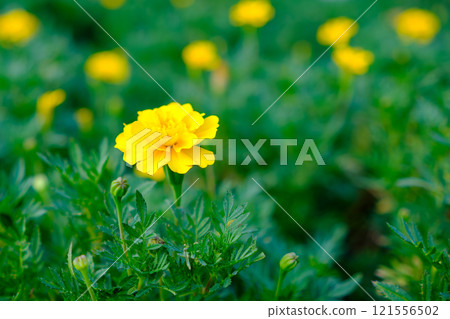 A field of vibrantly blooming marigold flowers 121556502