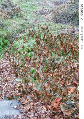 Mysterious weed, late December, Hirose River riverbed, Sendai City Mysterious weed, late December, Hirose River riverbed, Sendai City 121556539