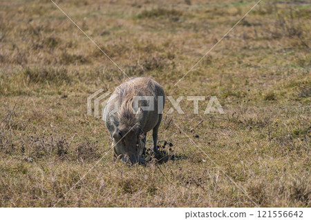 Warthog in Ngorongoro Conservation Area, Tanzania 121556642