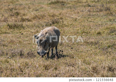 Warthog in Ngorongoro Conservation Area, Tanzania 121556648