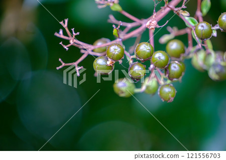 Green fruit and blurred light in the background 121556703