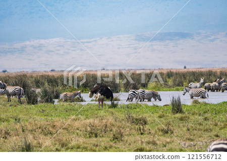 Ostrich in Ngorongoro Conservation Area, Tanzania 121556712