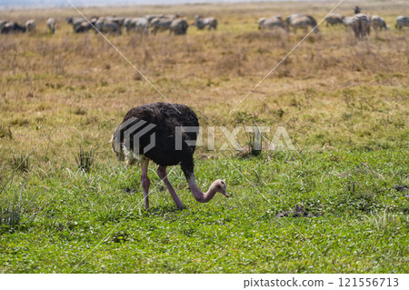 Ostrich in Ngorongoro Conservation Area, Tanzania 121556713