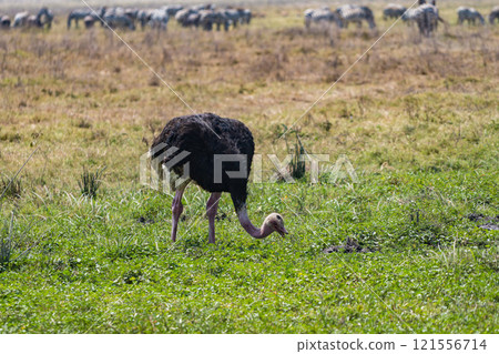 Ostrich in Ngorongoro Conservation Area, Tanzania 121556714
