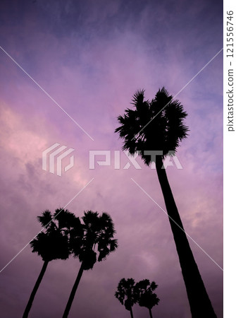 Copy space of silhouette tropical palm tree on sunset sky with bokeh light leak abstract background. Summer vacation and nature travel adventure concept. Copy space of silhouette tropical palm tree on sunset sky with bokeh light leak abstract background. Summer vacation and nature travel adventure concept. 121556746