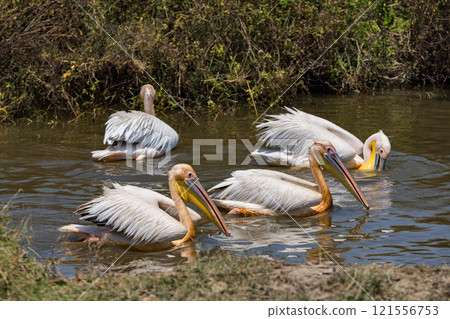 坦尚尼亞恩戈羅恩戈羅保護區的鵜鶘 121556753