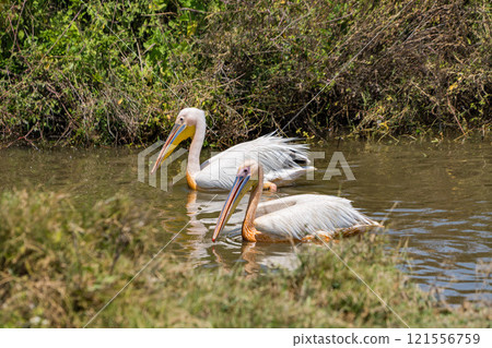 Pelicans in the Ngorongoro Conservation Area, Tanzania 121556759