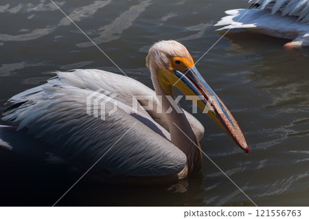 坦尚尼亞恩戈羅恩戈羅保護區的鵜鶘 坦尚尼亞恩戈羅恩戈羅保護區的鵜鶘 121556763