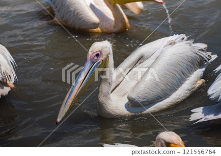 坦尚尼亞恩戈羅恩戈羅保護區的鵜鶘 坦尚尼亞恩戈羅恩戈羅保護區的鵜鶘 121556764