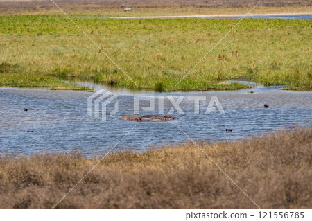 Hippopotamus in Ngorongoro Conservation Area, Tanzania 121556785