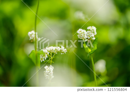 Buckwheat flower close-up Buckwheat flower close-up 121556804