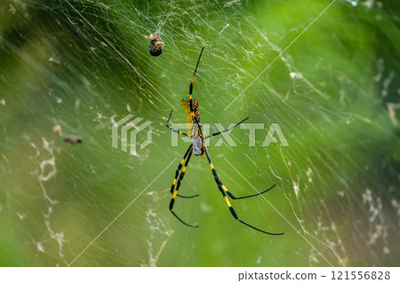 Observing a Nephila spider on a spider web 121556828