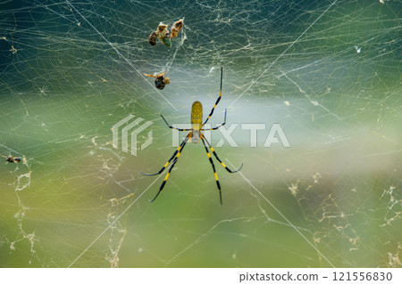 觀察蜘蛛網中的蜘蛛 121556830
