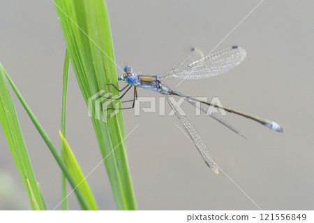 Aoito Tombo (male) Aoito Tombo (male) 121556849
