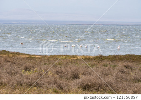 Flamingos in the Ngorongoro Conservation Area, Tanzania Flamingos in the Ngorongoro Conservation Area, Tanzania 121556857
