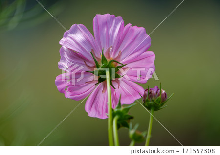 Pink cosmos flower from behind 121557308
