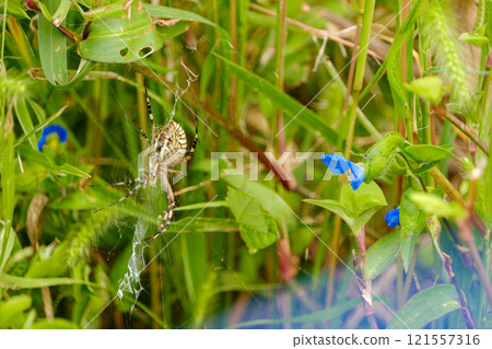 躲在草叢中的蜘蛛和一朵藍色的花 躲在草叢中的蜘蛛和一朵藍色的花 121557316