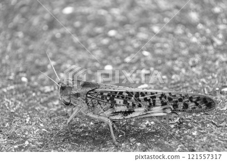 蚱蜢的存在在單色中脫穎而出 121557317