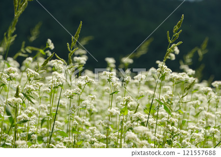 背景是森林的蕎麥花田 121557688
