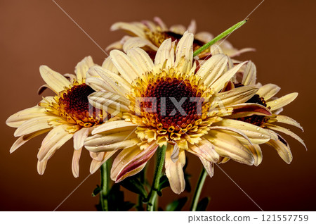 Dew-Kissed brown Osteospermum on brown background 121557759