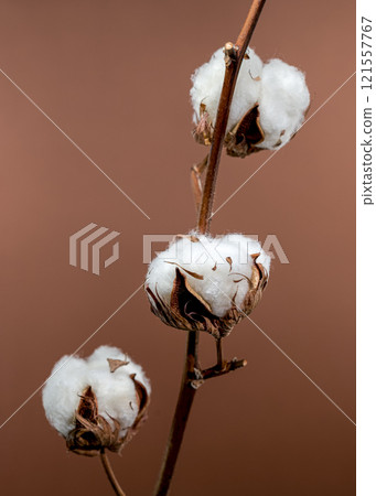 Cotton Bolls on Branch on brown background 121557767